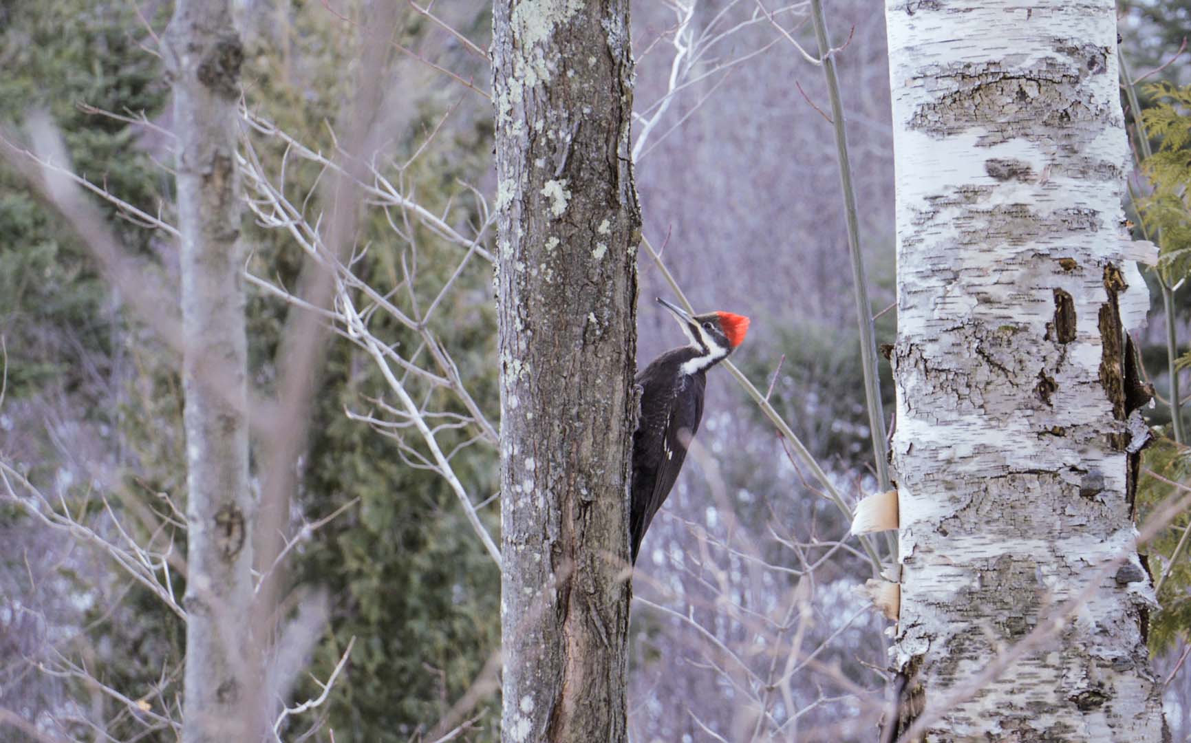 A,Large,Pileated,Woodpecker,Climbs,A,Tree,In,Winter